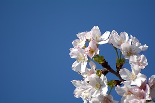 吉野櫻