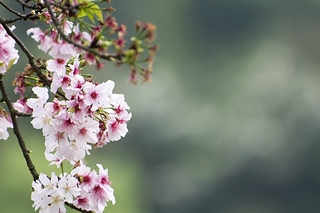 吉野櫻