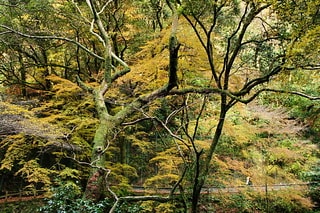 箕面公園