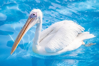 白鵜鶘 動物 池塘 white pelican swimming ペリカン