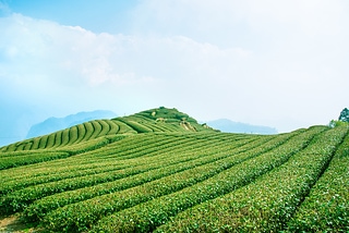 阿里山 茶園 茶 茶葉 レジャー 畑 緑茶 お茶 茶畑 tea garden