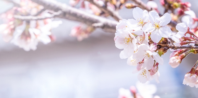 櫻花 桜 染井吉野櫻 ソメイヨシノ cherry blossom