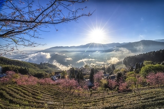山上人家櫻花