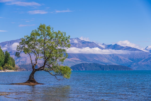 That Wanaka Tree