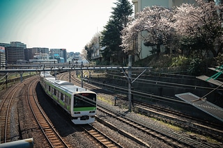 東京 櫻