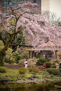 小石川後樂園 櫻