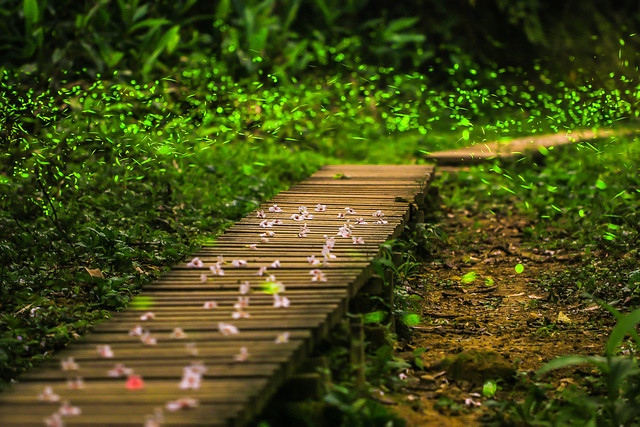 尤俊傑 - 螢光步道
