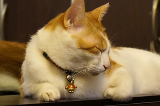 小睡片刻    Take a nap.....