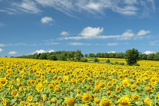 北海道的太陽