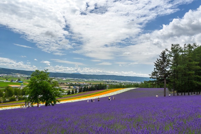 薰衣草花田的芬芳 The scent of lavender's farm