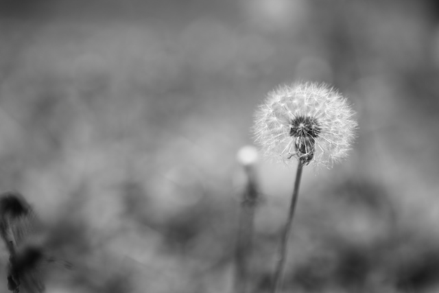 IMG_2559