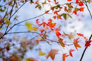 _RED2735-0