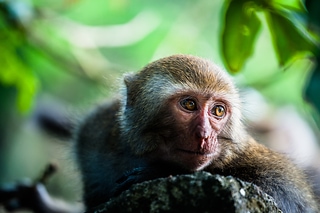 Monkey