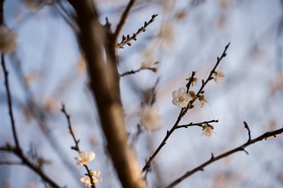 梅花開