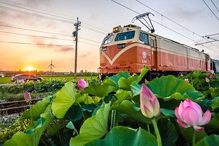 日落荷花火車