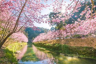 櫻花-1