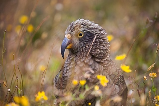 Kea
