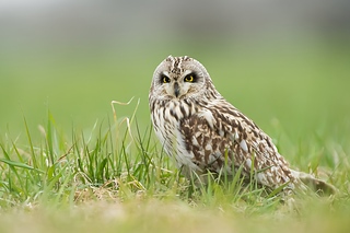 Eared owl