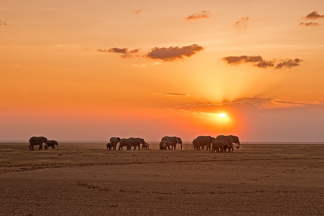 Elephant sunset
