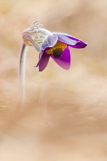 Pulsatilla