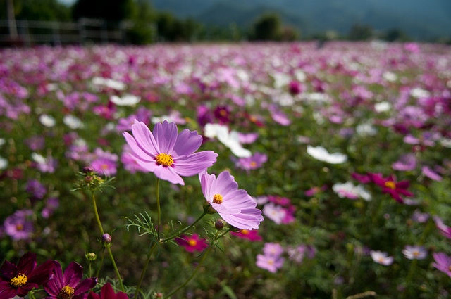 波斯菊