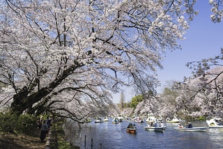 井之頭公園櫻花