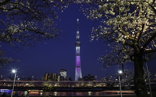 天空樹夜櫻