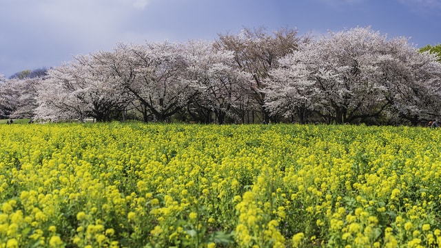 油菜花與櫻花