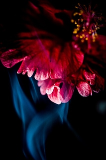 煙花